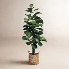Fiddle Leaf Fig Plant