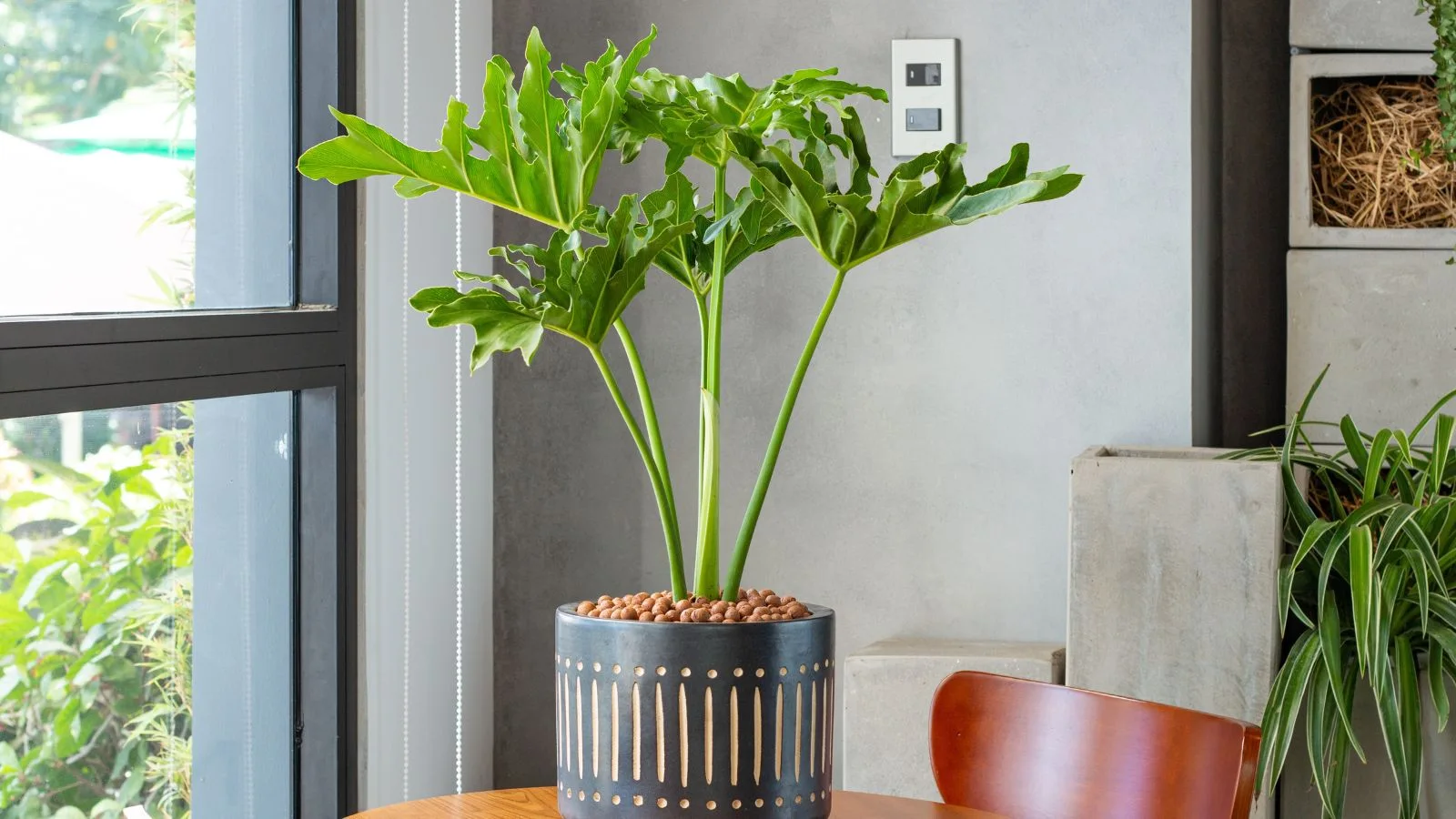 Split Leaf Philodendron Potted Plant