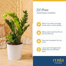 ZZ Potted Plant