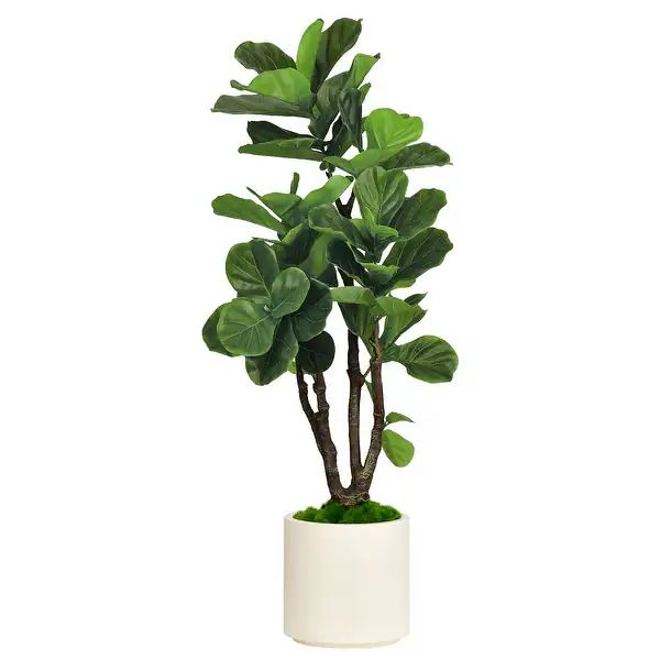 Fiddle Leaf Fig Plant