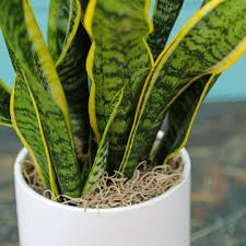 Potted Snake Plant