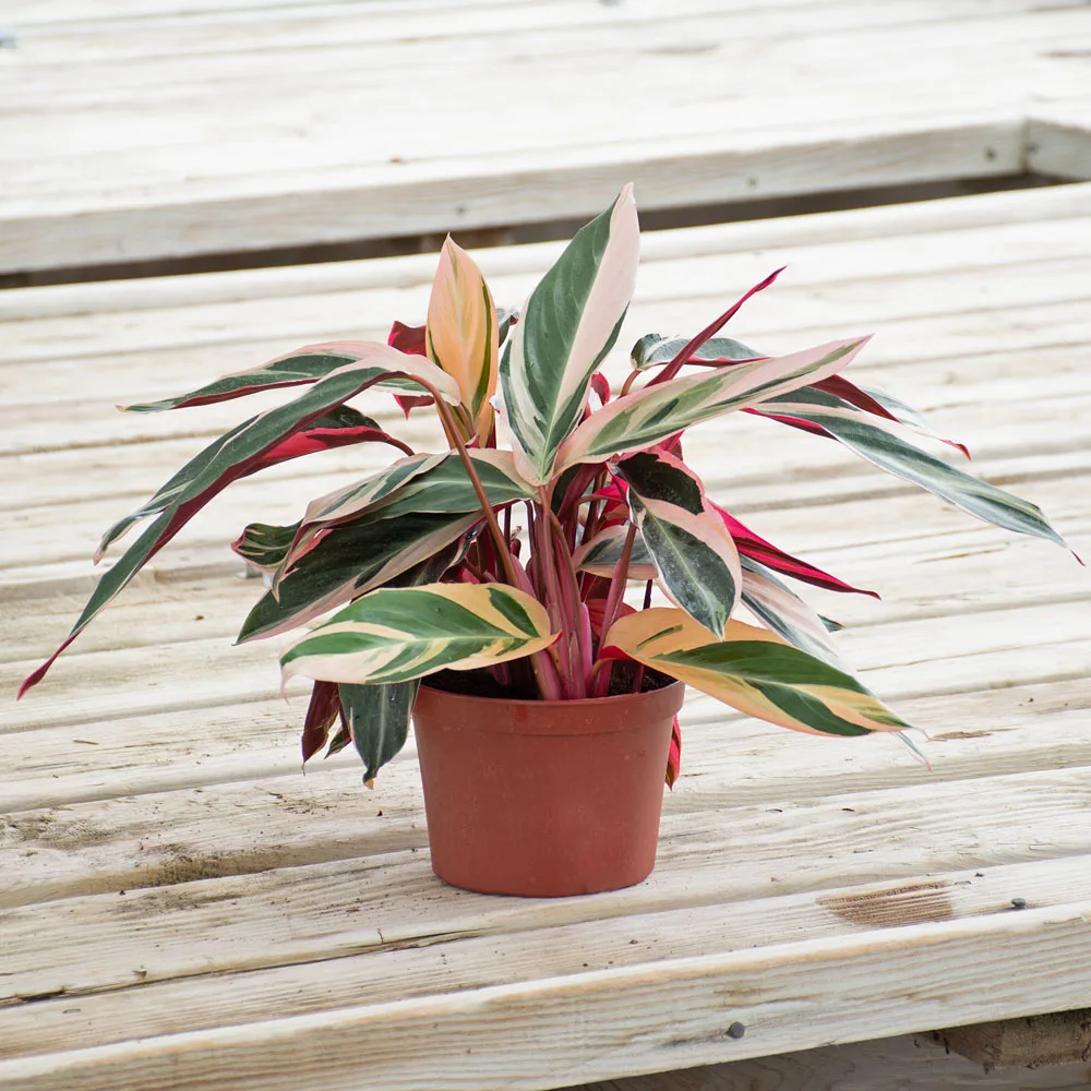 Stromanthe Triostar Potted Plant