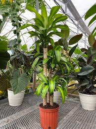 Dracaena Mass Cane Corn Plant Massangeana
