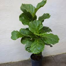 Fiddle Leaf Fig Plant