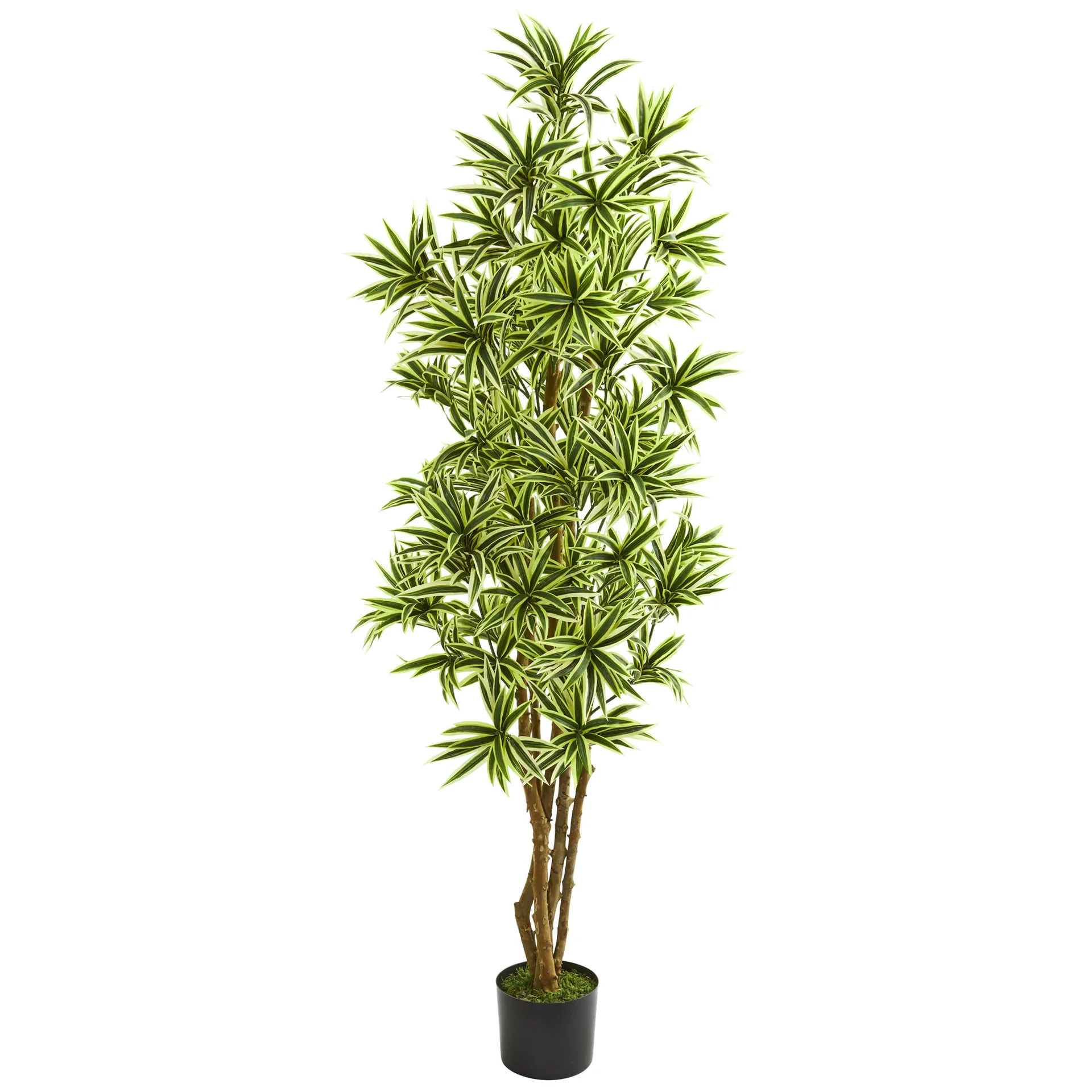 Dracaena Reflexa Potted Plant