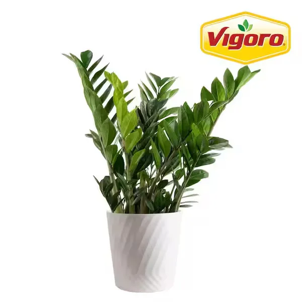 Potted Plant