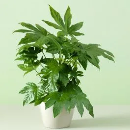 Fatsia Japonica Potted Plant