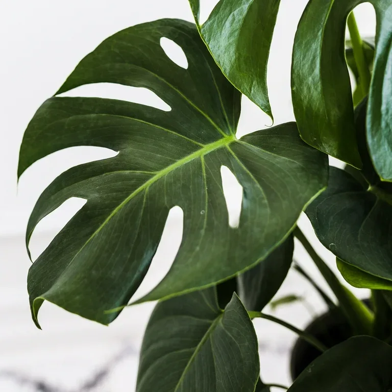 Monstera Potted Plant