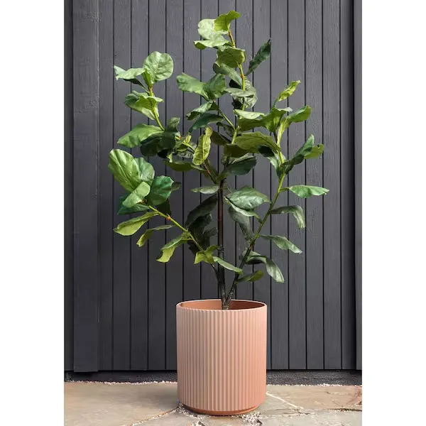 Ribbed Round Potted Fiddle Leaf Fig