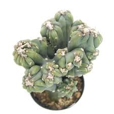 Ming Thing Cactus Plant