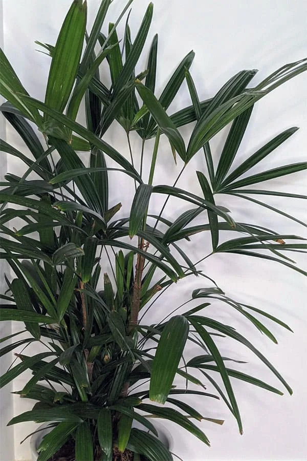 Lady Palm Potted Plant
