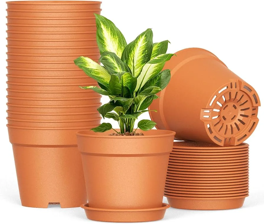 Potted Plant