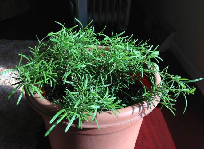 Potted Plant