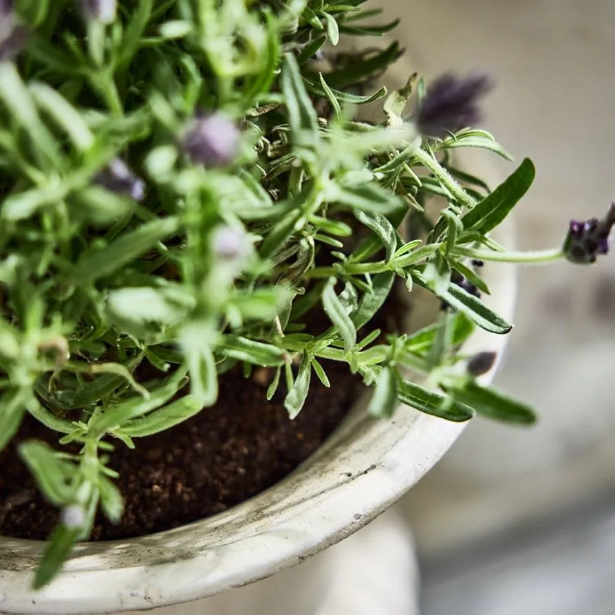 Distressed White Stone Urn Planter