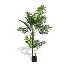 Potted Palm Plant