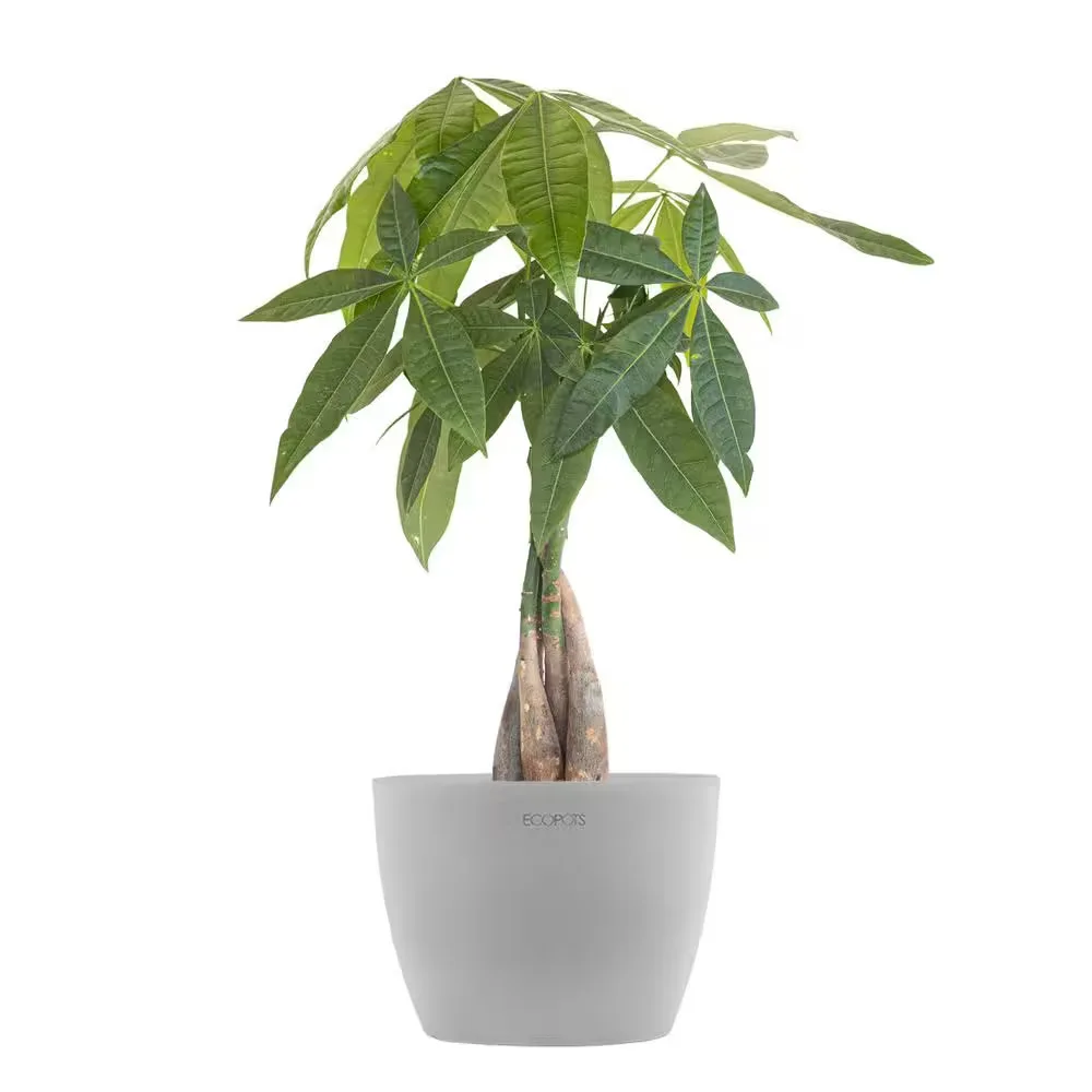 Ecopots Money Tree Planter With Plant