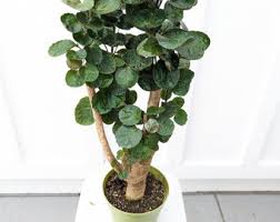 Fabian Aralia Potted Plant