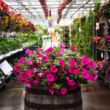 Purple Petunia Hanging Planter