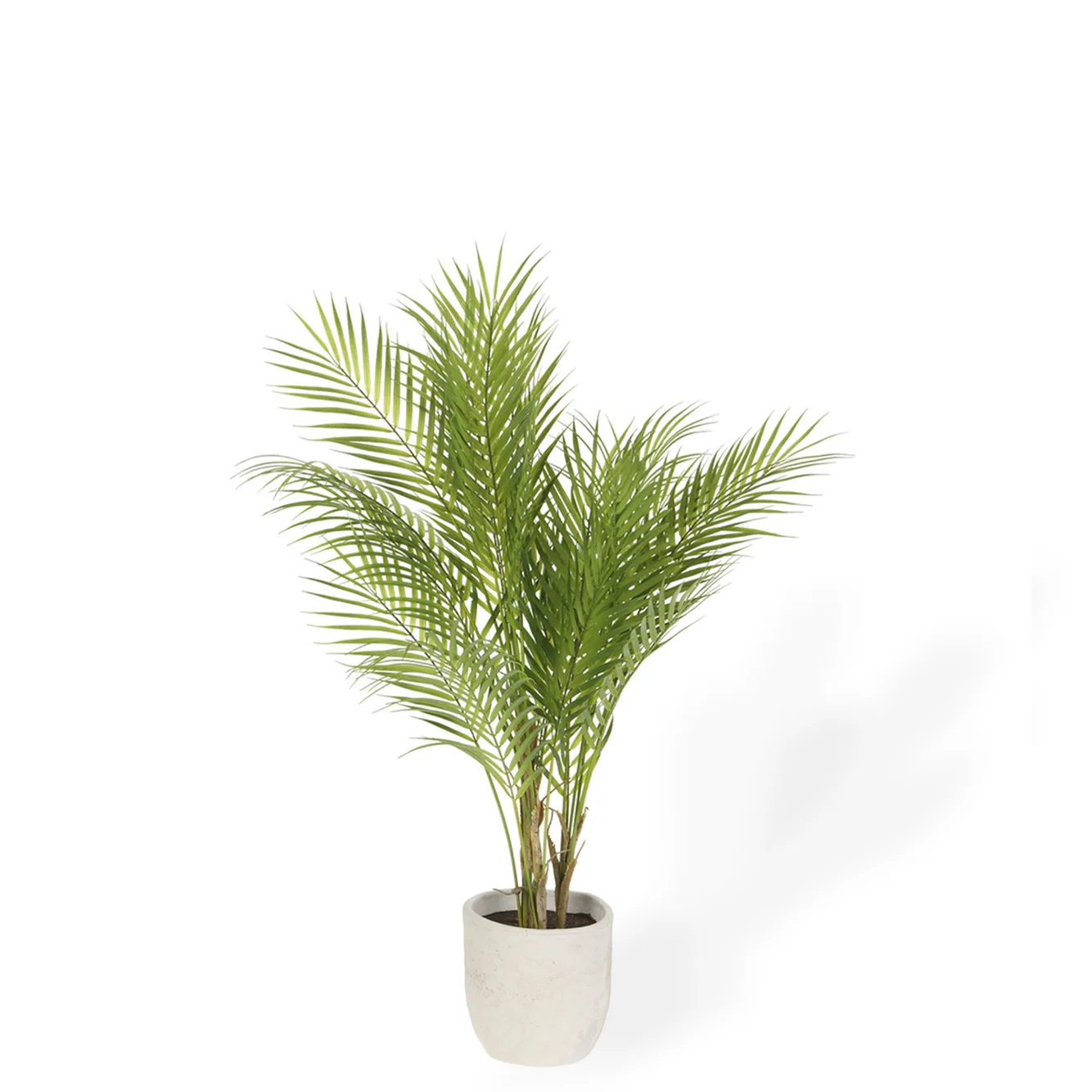 Areca Palm Potted Plant