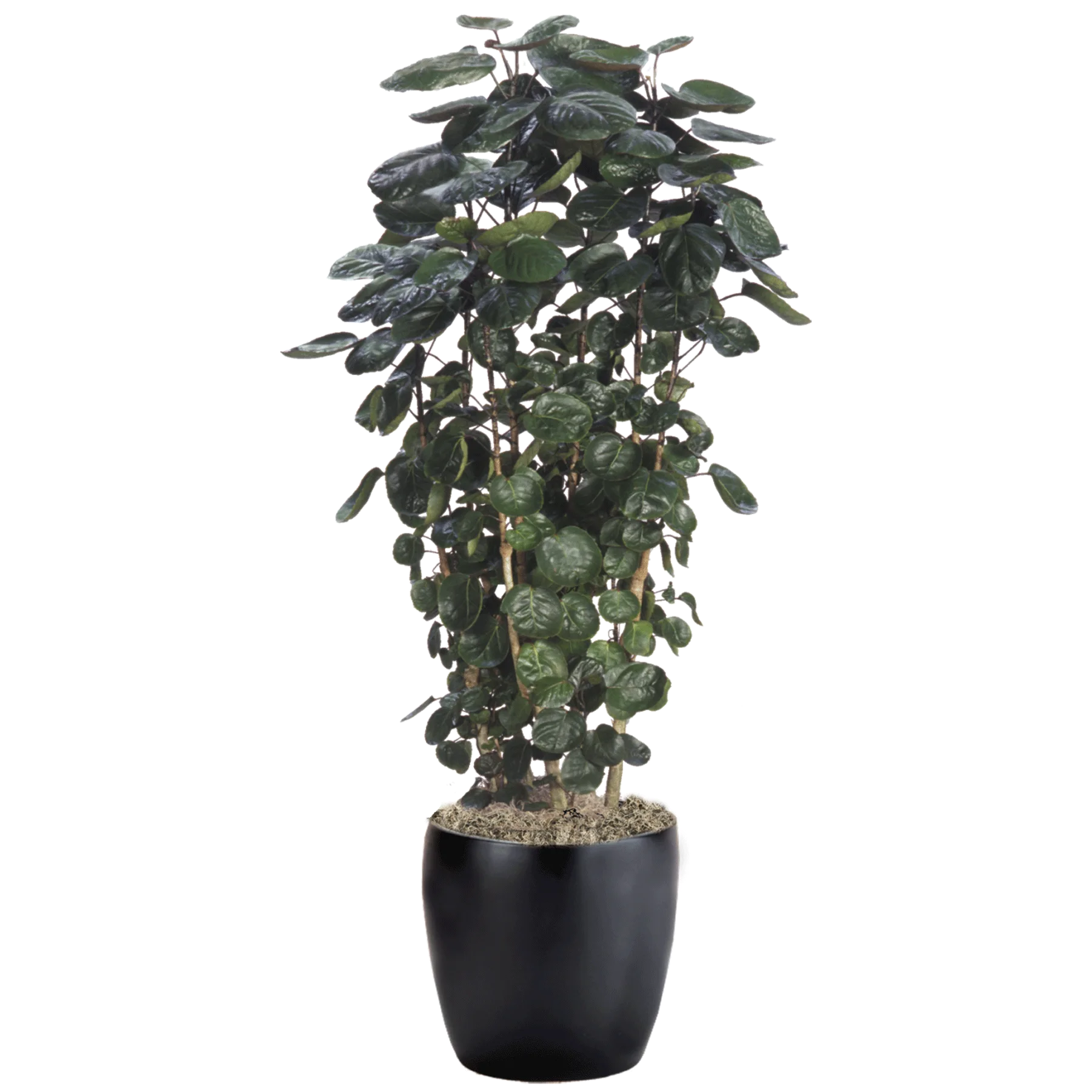 Aralia Fabian Potted Plant