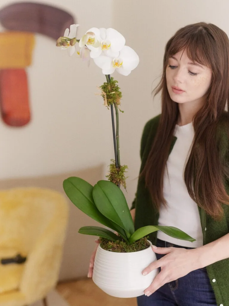 Potted Plant