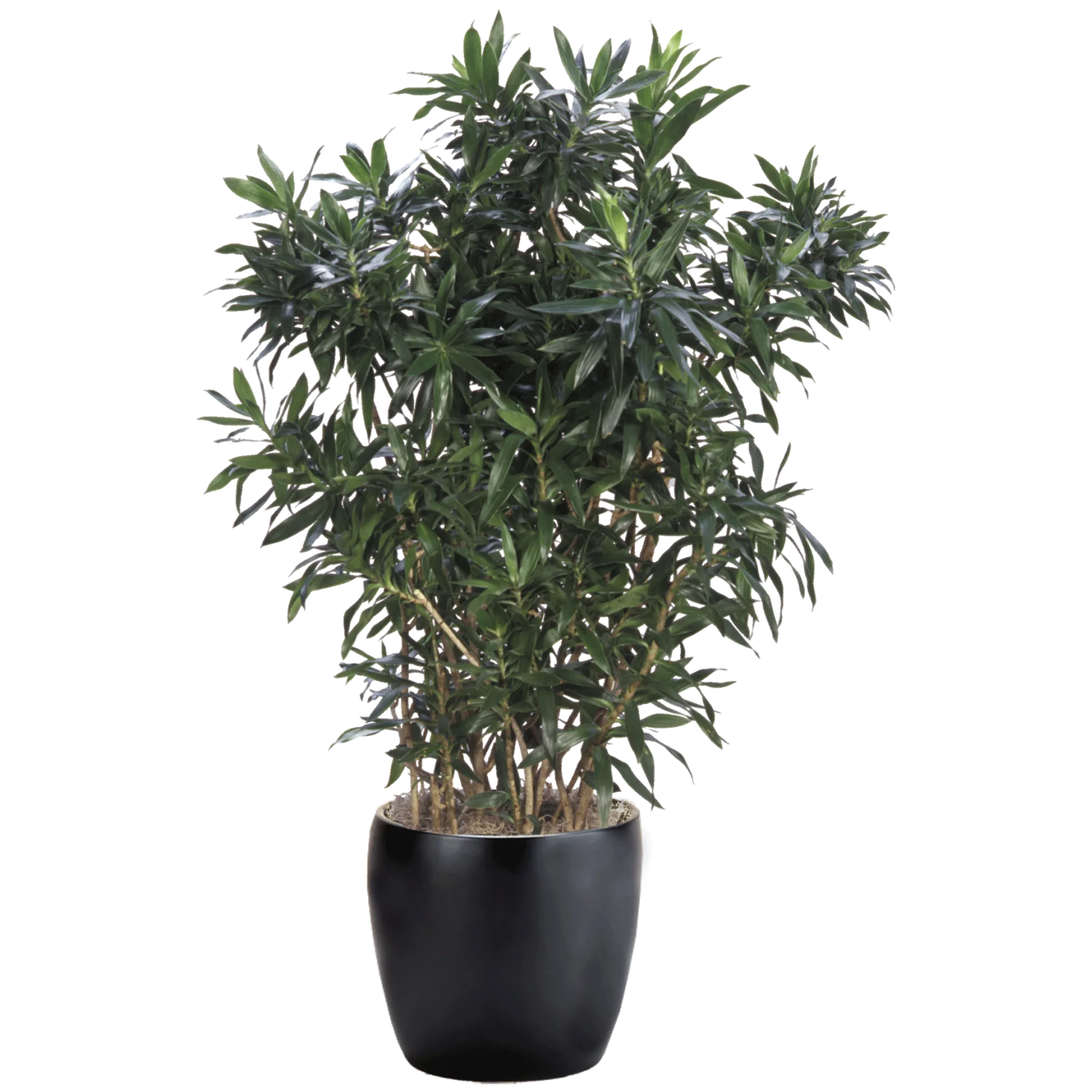 Dracaena Reflexa Potted Plant