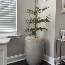 Shady Lady Black Olive Potted Plant
