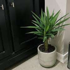Potted Yucca Plant