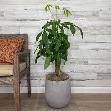Planter With Plant