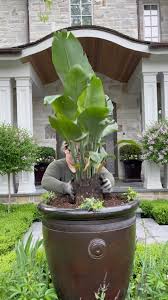 Bird of Paradise Potted Plant