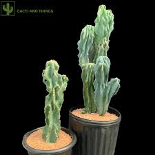 Cereus Hildmannianus Monstrose Cactus Plant