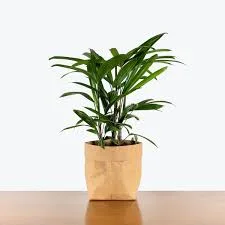 Potted Plant