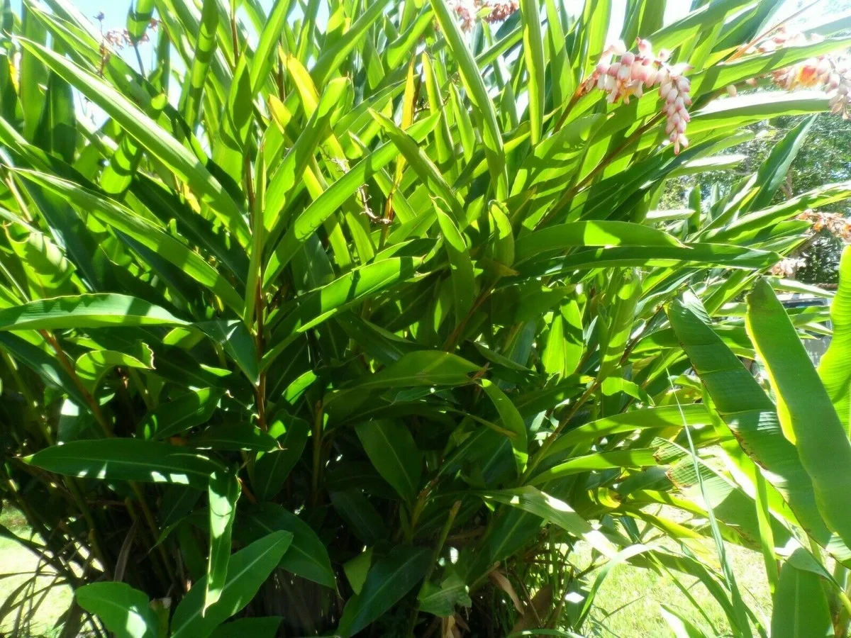 Tropical Plants
