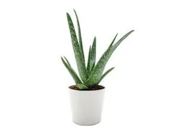 Potted Aloe Vera