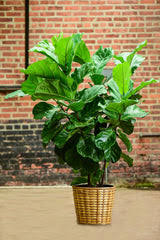 Fiddle Leaf Fig Plant