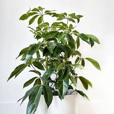 Australian Umbrella Tree | Lush, Low-Maintenance Indoor Plant