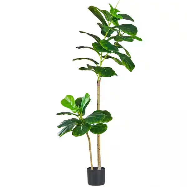 Fiddle Leaf Fig Plant
