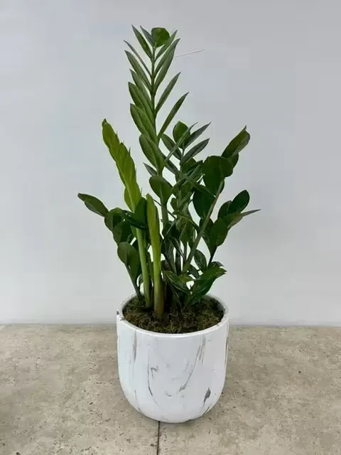 ZZ Potted Plant