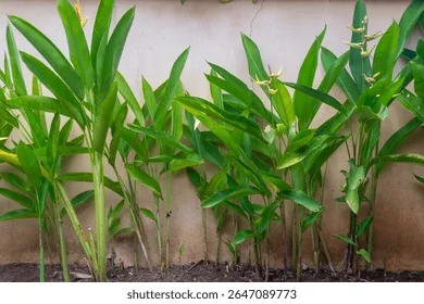 Heliconia Tropical Plants