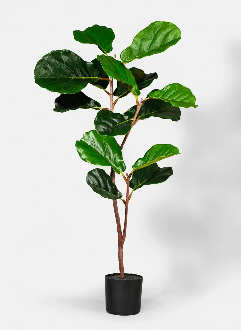 Fiddle Leaf Fig Plant