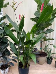 Tropical Plants