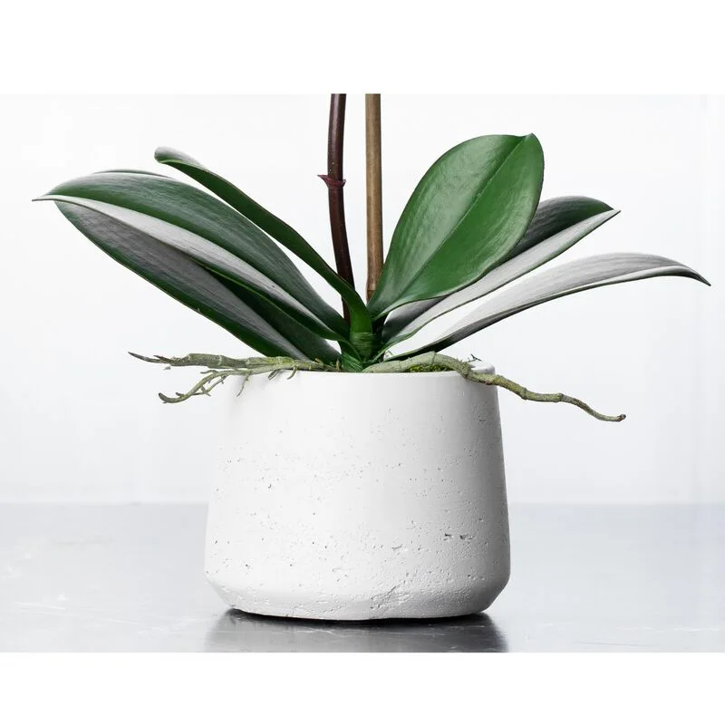 Potted Plant