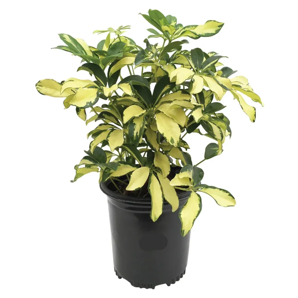 Potted Plant