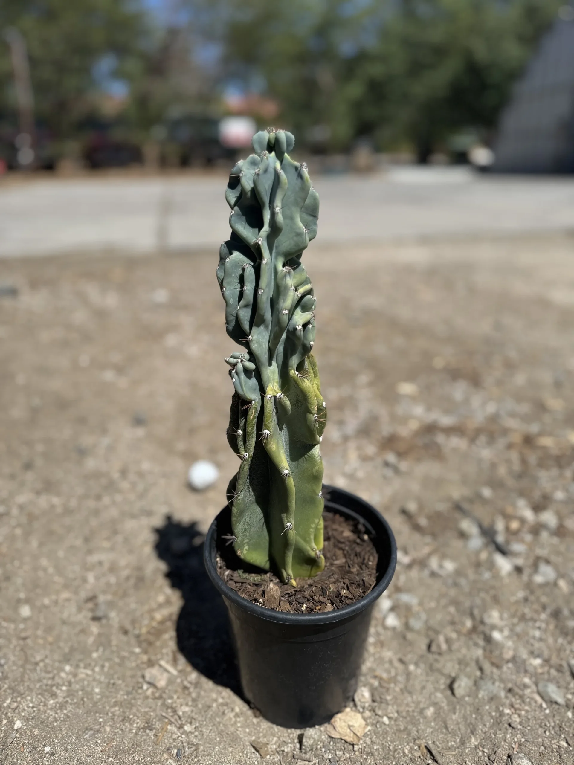 Cereus Monstrose Cactus Plant