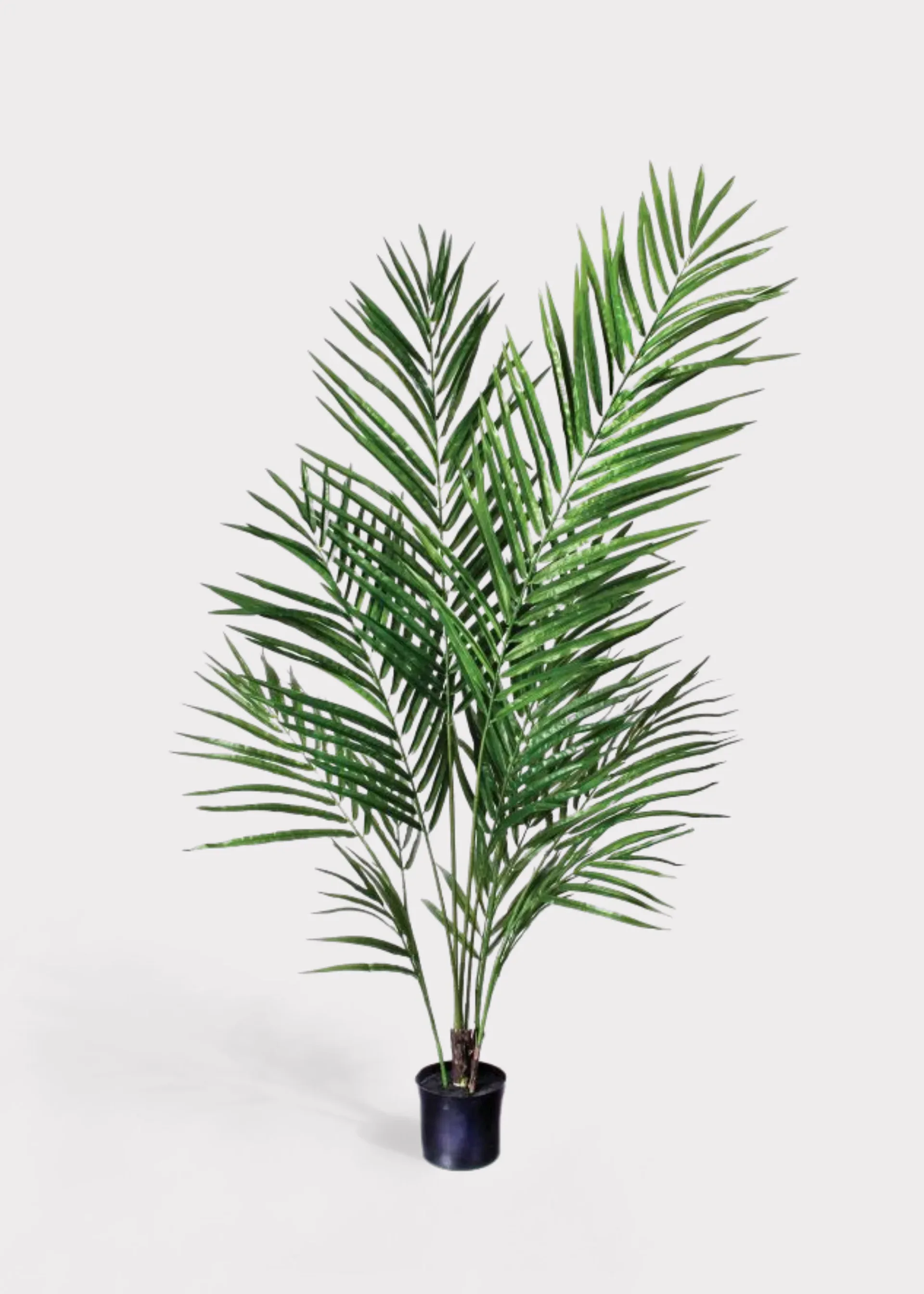 Potted Palm Plant