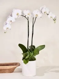Double White Phalaenopsis Orchid Potted Plant
