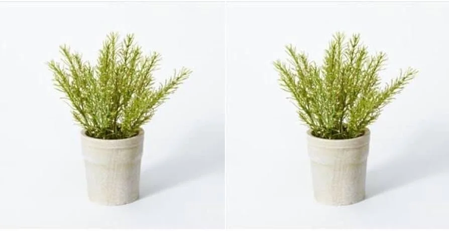 Rosemary Potted Plant