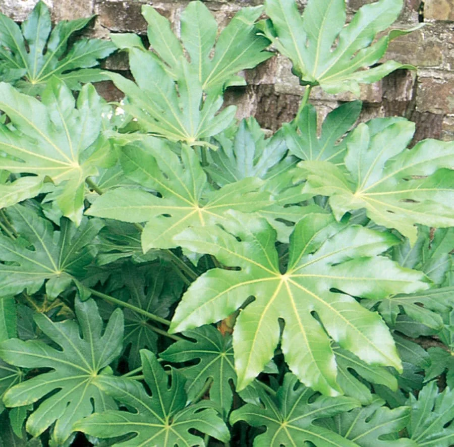 Japanese Aralia Potted Plant