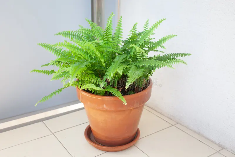 Boston Fern Potted Plant