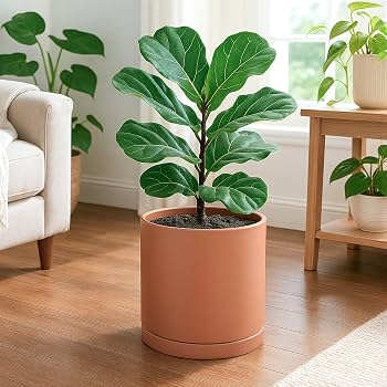 Potted Fiddle Leaf Fig